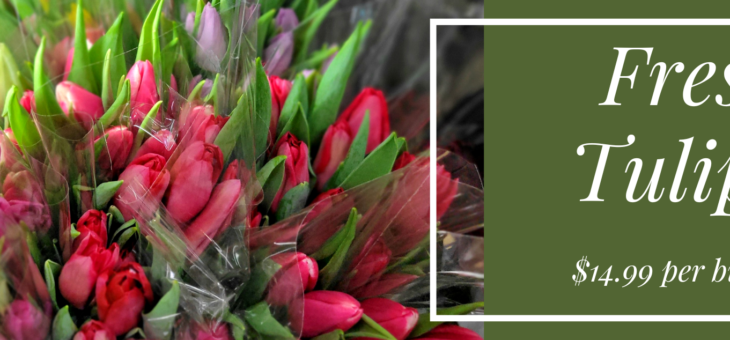 Fresh Tulips!